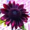nstyledesigns44